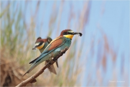 <p>VLHA PESTRÁ (Merops apiaster) střední Čechy ----- /European bee-eater - Bienenfresser/</p>